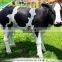 KAWAH Life Size Sculpture Fiberglass Cow Statue