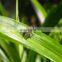 good-quality housefly killer High efficiency and low toxicity fly elimination popular products