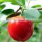Natural Vitamin C powder Acerola cherry extract VC17%  VC25%