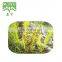 Factory  supply drynaria fortunei powder