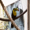 316 316L Zoo/Bird Aviary/Decorative/Anti-Falling/Stainless Steel Flexible Rope Wire Mesh Safety Netting