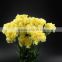 Good quality Liberty cheap carnations flower