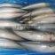 2/3 pieces per kg Frozen Pacific mackerel and scomber japonicus