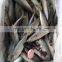 Whole Round Pacific Mackerel Fish Mackerel Prices From China