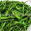 FRESH GREEN CHILI
