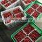 Hot Sale FD Snacks-Frozen Dried raspberry with high quality