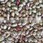 Chinese Big size Light Speckled Kidney beans American Round