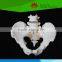 Hot selling Model of pelvis with 4th and 5th lumbar vertebrea and femur heads