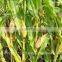 High quality yellow maize