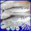 Frozen Spanish Mackerel Fish for Malaysia Market