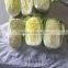 Chinese Big White Cabbage