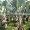 Big Seedling of Bismarckia Nobilis Hildebr.et H.Wendl