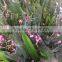 Oncidium hybridum