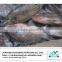 Frozen tilapia wholesale price