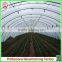 Commercial Plastic Vegetable Greenhouse for Sale With Seedbed