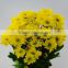 Wholesale fresh cut flower chrysanthemum from Kunming