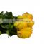 Fragrant aroma crazy selling weddings decoration online shopping rose yellow crown rose for wedding decoration