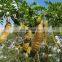 Dried Gleditsia/Caesalpinioideae/boket from Vietnam