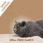 Coffee Scent Bentonite Cat Litter Gerry Pet Dust Free 20L /10L /5L
