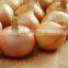 Onions in bulk