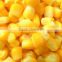 TOP QUALITY CORN AT CHEAP PRICE