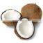 coconut bulk exporter