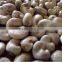 High Quality Of Raw Cashew Nuts