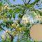 GMP Certified Manufacturer Supply Natural Moringa Powder