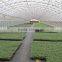Hot sale low price tunnel greenhouse growing vegetable
