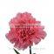 Hot Fashion Single Carnations Cut Flower Price Fresh Cut Flowers From China