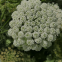 Wholesale White flower seeds majus Ammi Majus seeds bishop's flower for sale