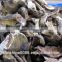 Dried porcini edulis mushroom market price