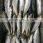 Frozen Sardine Fish