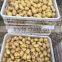 Very low price fresh holland potatoes