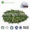 Favourable herbal slimming green tea