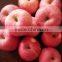 shandong fresh red fuji apple exporter in nortern China