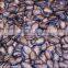 China Roasted black watermelon seed for sale