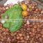 BETEL NUTS 80% GOOD CUT GOOD PRICE FOR BANGLADESH