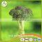 Broccoli Fresh Broccoli Hot Sale fresh green Broccoli