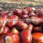 2015 New Corp Hot Sale 30-40/40-60/90-110 Sweet Organic Fresh Chestnuts