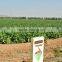 Chinese new crop big size Black Melon seeds red watermelon seed