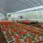 Multispan PE Film Greenhouse for Tomato Cucumber Flower Horticulture