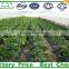 Commercial climate control Strawberry Greenhouse with Thermal system