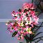 Home garden decoration 108cm hight pink Single branch 6 heads small artificial wedding flowers ELTH03 0402
