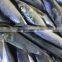 Frozen pacific mackerel atlantic mackerel for canning canned food