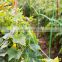 HDPE Cucumber Support Climbing Mesh Net for agriculture use
