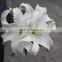 Reasonable price crazy selling tropical lily flower