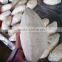 1.75kg fresh taro for sale at best market price