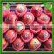 hot sell red qinguan apples factory chinese qinguan apples company