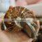 Natural High Quality Ammonite Fossils For Sale